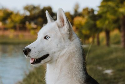 Close-up of dog looking away