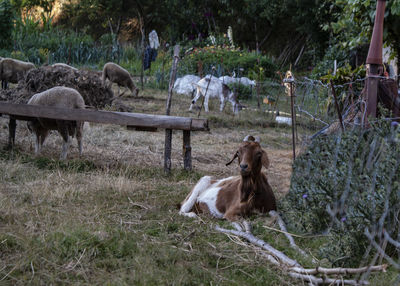 View of a horse on field