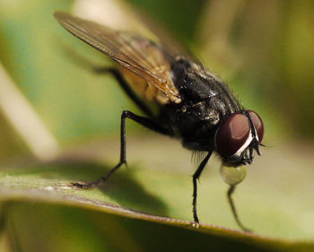 Close-up of fly on leaf