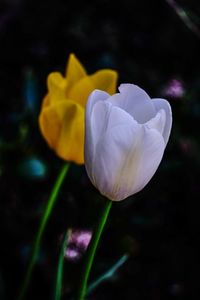 Close-up of white flowering plant