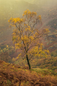Lone tree in borrowdale in the autumn sun and distant rain shower