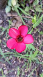 Close-up of pink flower