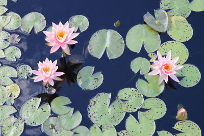 High angle view of lotus water lily blooming on plant