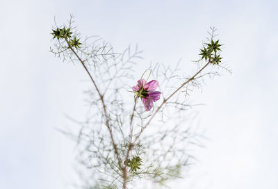 Low angle view of flower tree against sky