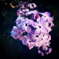 Close-up of purple flowers blooming outdoors