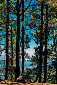 Pine trees in forest against sky