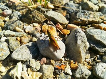 High angle view of insect on pebbles