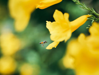 Close-up of insect pollinating on yellow flower