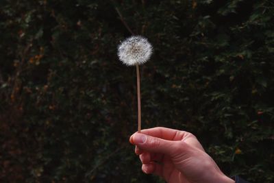 Cropped hand holding dandelion outdoors