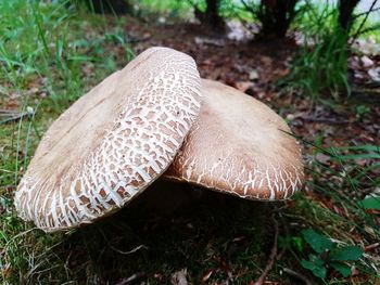 High angle view of mushroom on field