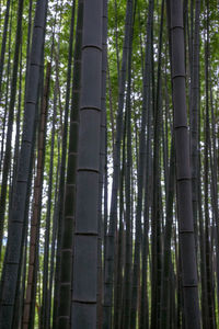 Low angle view of bamboo trees in forest