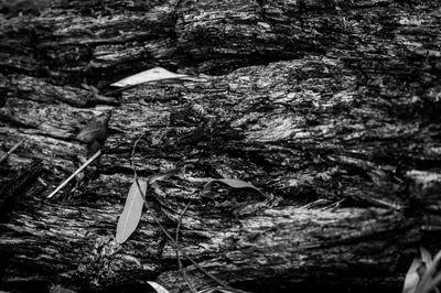 Close-up of tree trunk