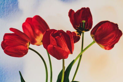 Close-up of red flowering plant against sky