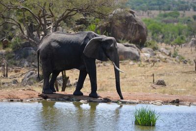 Side view of elephant drinking water