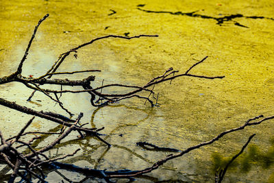 Close-up of bare tree against wall