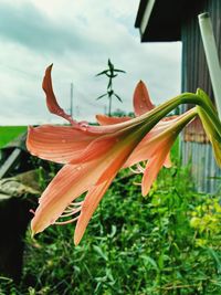 Close-up of orange lily plant