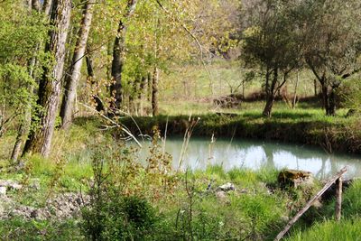 Scenic view of lake in forest
