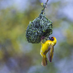 Close-up of bird perching on a plant