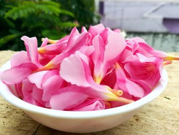 Close-up of pink flowers