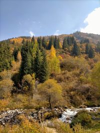 Scenic view of forest against sky during autumn