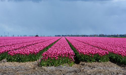 Pink flowers growing in field