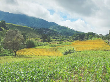 Scenic view of field against sky