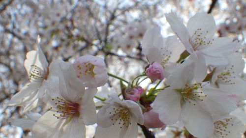 Close-up of white cherry blossoms in spring