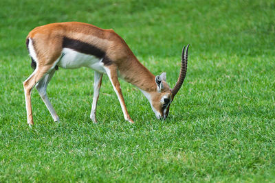 Side view of deer grazing on field