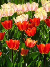 Close-up of orange tulips on field