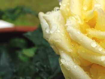 Close-up of water drops on flower