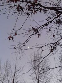 Low angle view of silhouette bare tree against sky