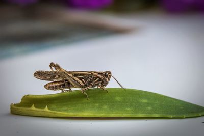 Close-up of insect on leaf