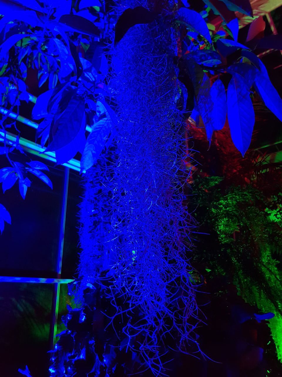 CLOSE-UP OF BLUE AND PURPLE FLOWERING PLANTS