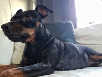 Black dog resting on bed at home