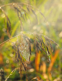 plant
