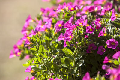 Close-up of pink flowers against blurred background