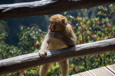 Monkey sitting on tree branch