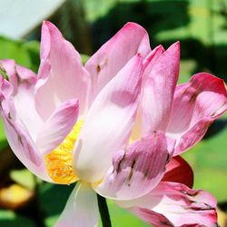 Close-up of pink flowers blooming outdoors