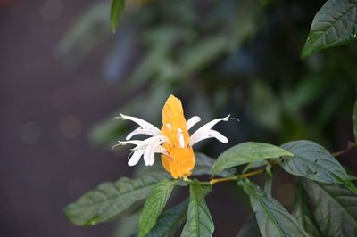 Close-up of flowering plant