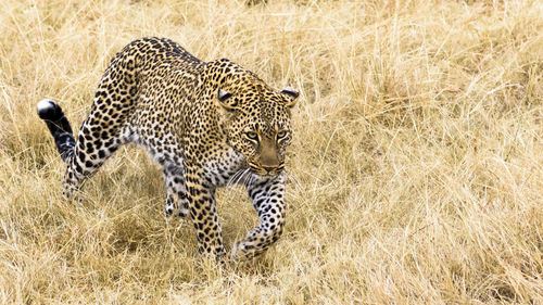 Close-up of leopard