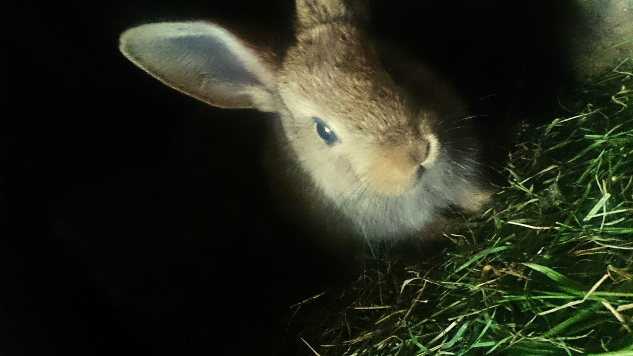 animal themes, close-up, animal head, grass, nature, animal body part, no people, outdoors, beauty in nature, portrait, alertness, animal, day, animal eye, focus on foreground, mammal, black color, growth