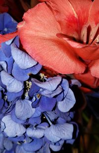 High angle view of purple hydrangea