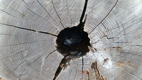 Close-up of spider on tree stump