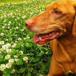 Dog standing on field