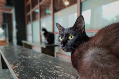 Close-up portrait of a cat