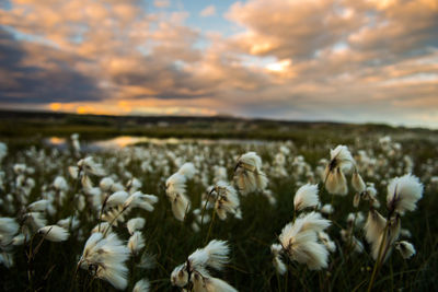 Close-up of flowers growing in field