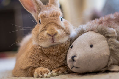 Close-up of a stuffed toy