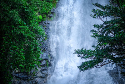 Scenic view of waterfall in forest