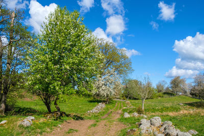Trees on field against sky