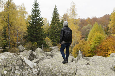 Rear view of man standing on rock in forest